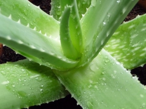 Plant d'aloe vera